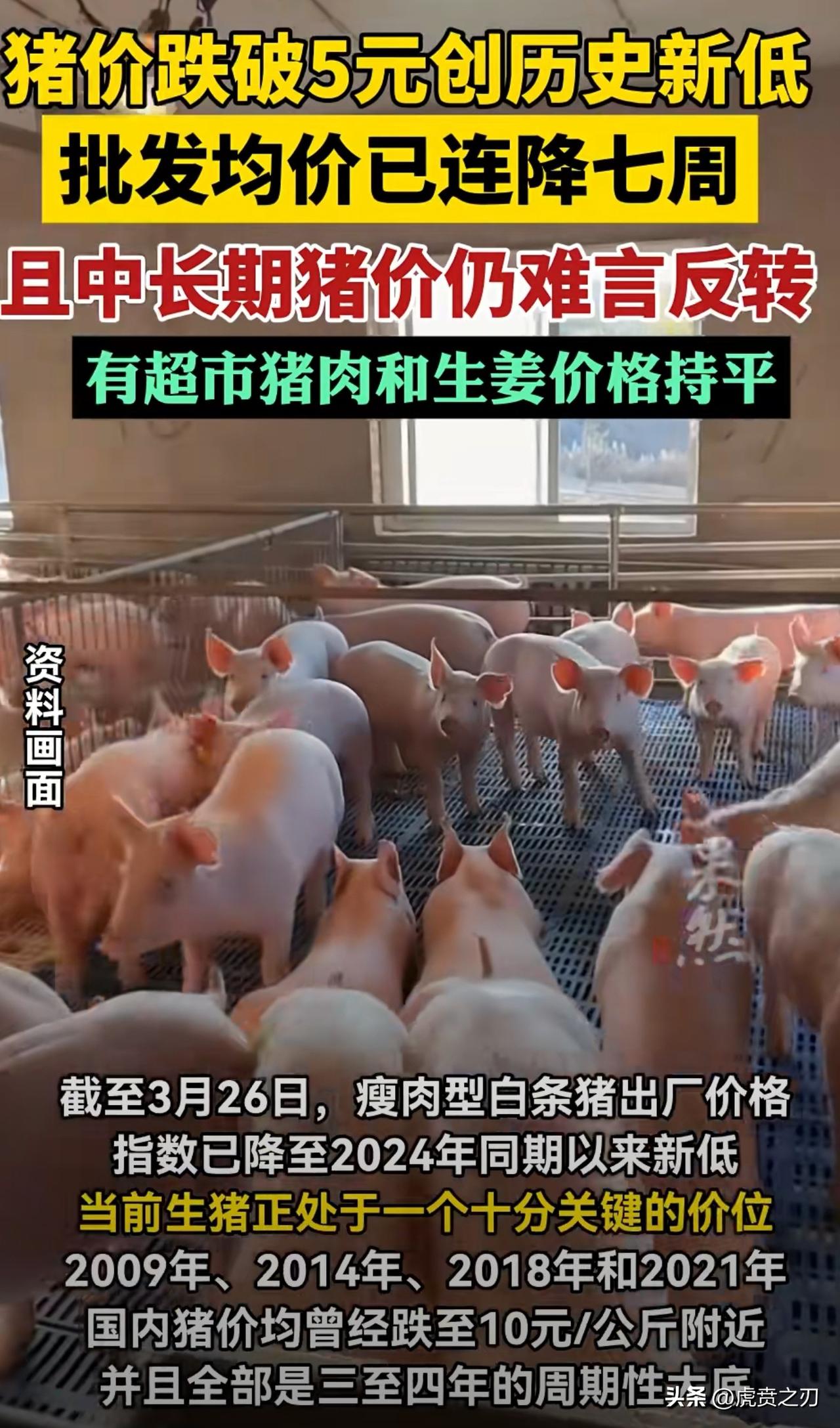 全国猪价跌破5元创历史新低网友：战争可以打、国际可以乱，但绝不能让种地养猪