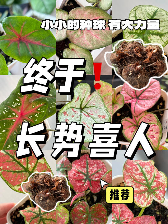 这么快，那么美。进来欣赏彩叶芋苗苗！