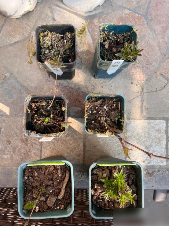 天啊！冬天把花搬进屋的宝子们，可别再瞎折腾了！最近好多人急着把花往暖处塞，结果没