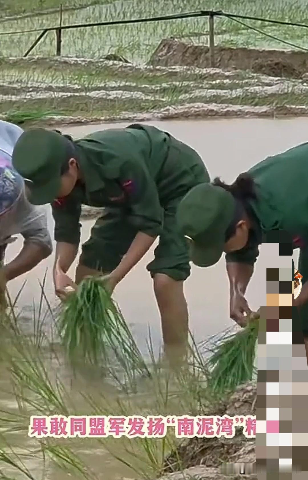 果敢军女兵插秧种田都是好手艺！这些果敢军女兵不用打仗，但是在后勤上可以帮大忙