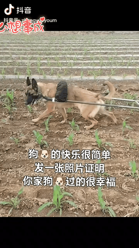 这狗真没白养！有个男子养了条狗，这狗特别听话。今年，男子家种了几亩玉米，