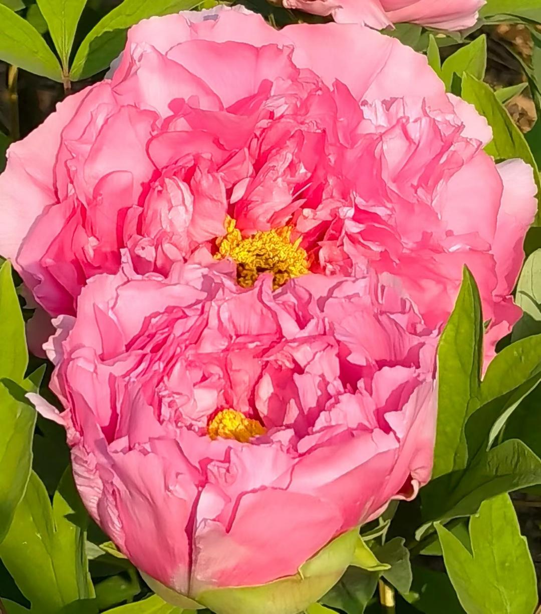 一项被低估的“防病王牌运动”，抗阻运动，每周2次就够！不是跑步、走路