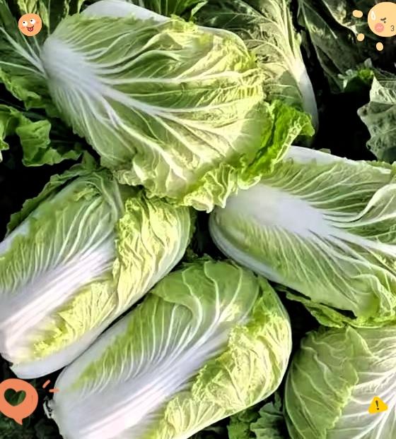 真不是我夸张！从菜农手里买的大白菜，在家放两天就蔫得没精打采，里外都软塌塌