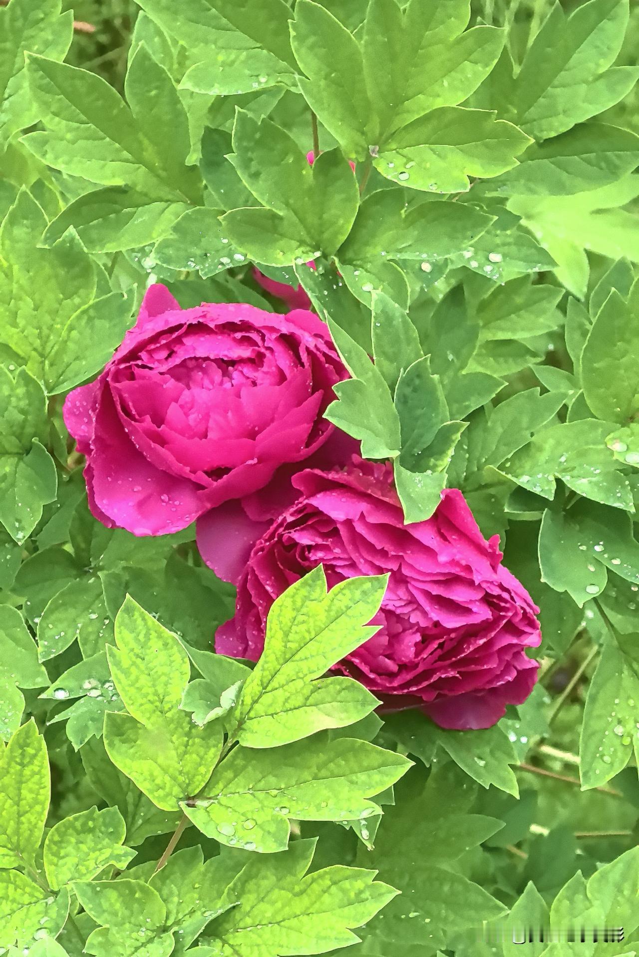 牡丹带个头，芍药蔷薇次第开牡丹率先绽放，芍药、蔷薇接踵而开。位于河南洛阳