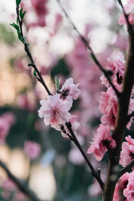 “江南日暖花初绽，江北月冷梅已开”，这两句诗勾勒出一幅绝美的画面。江南暖阳之下，