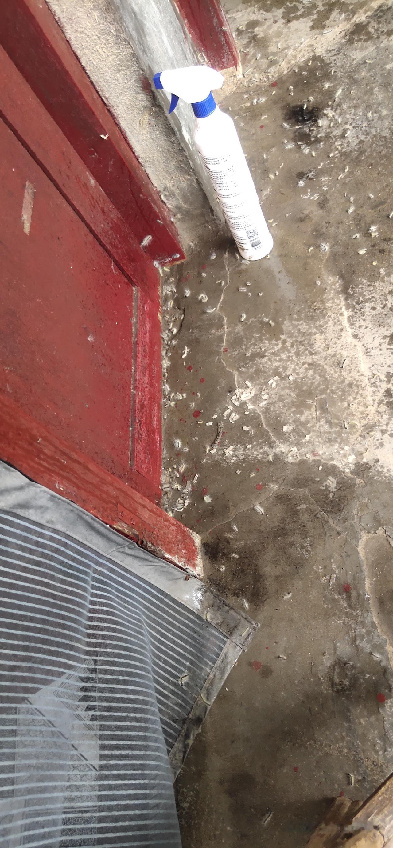 最近有事回农村老家待了几天，彻底遭遇到邻居的空闲宅基地上栽种的杨树爆发病虫害和杨