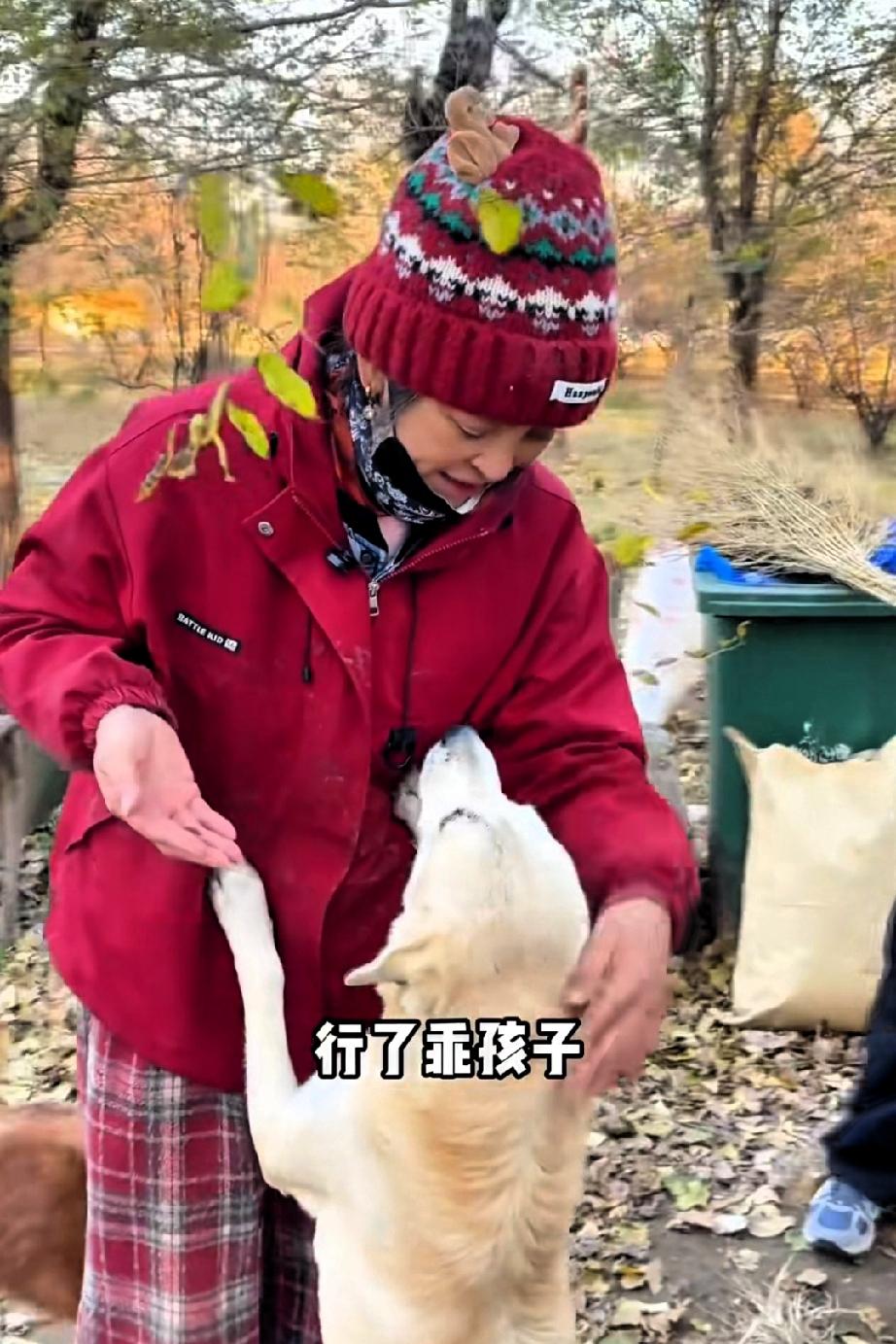 李勤勤在不拍戏的时候，来到自己的流浪狗养殖基地，和员工们一起干活，白凯男也跟着她