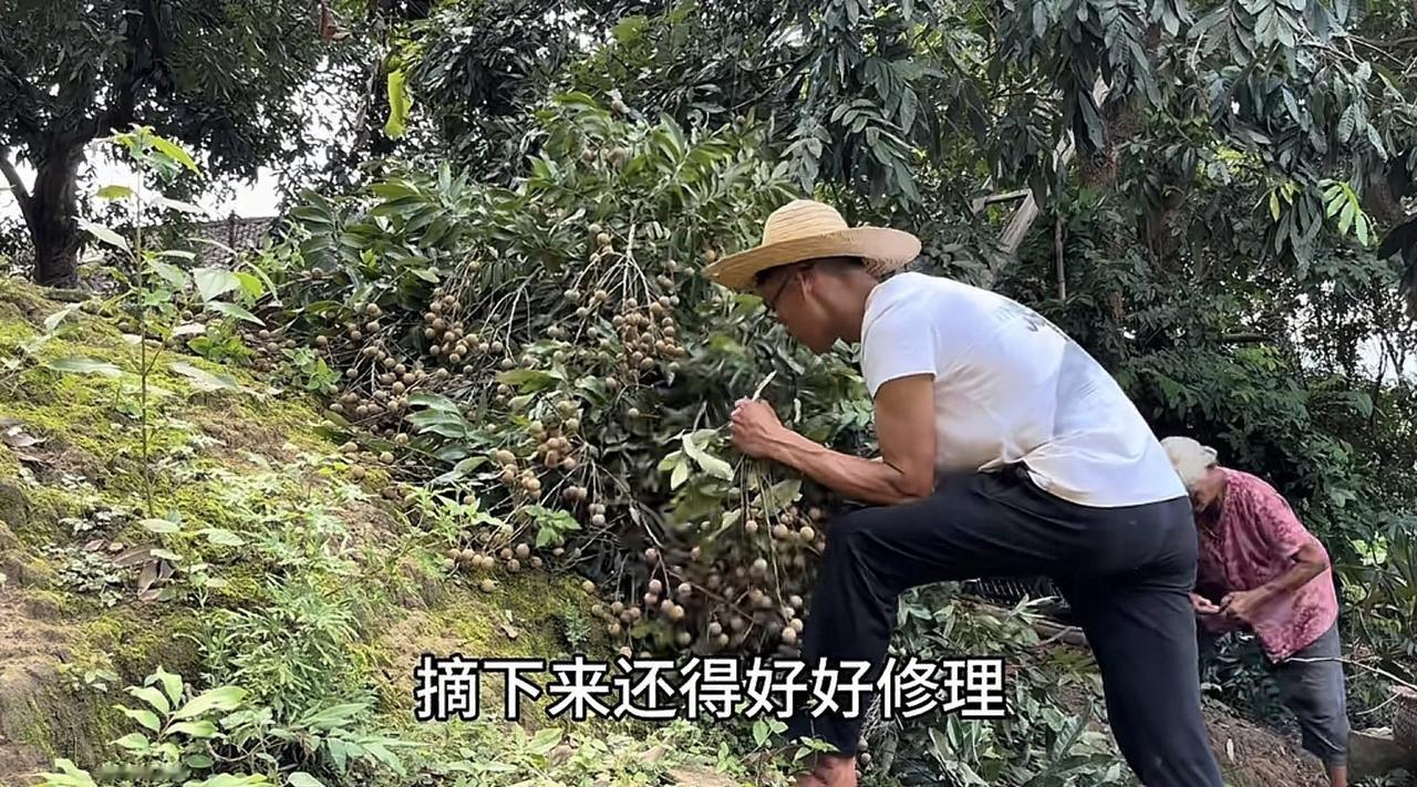 广西的水果有这么便宜吗？唐尚珺发视频称家里七八十斤龙眼拉到集市上卖，只卖了五六