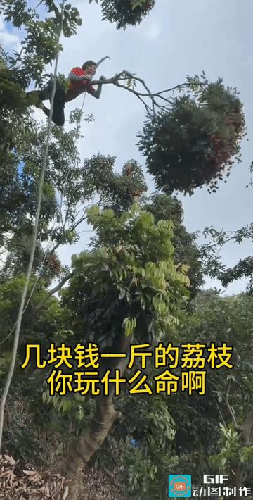 荔枝果多少钱一斤并不重要，重要的是他这是享受收获荔枝的过程。不过，隔着屏幕都怕