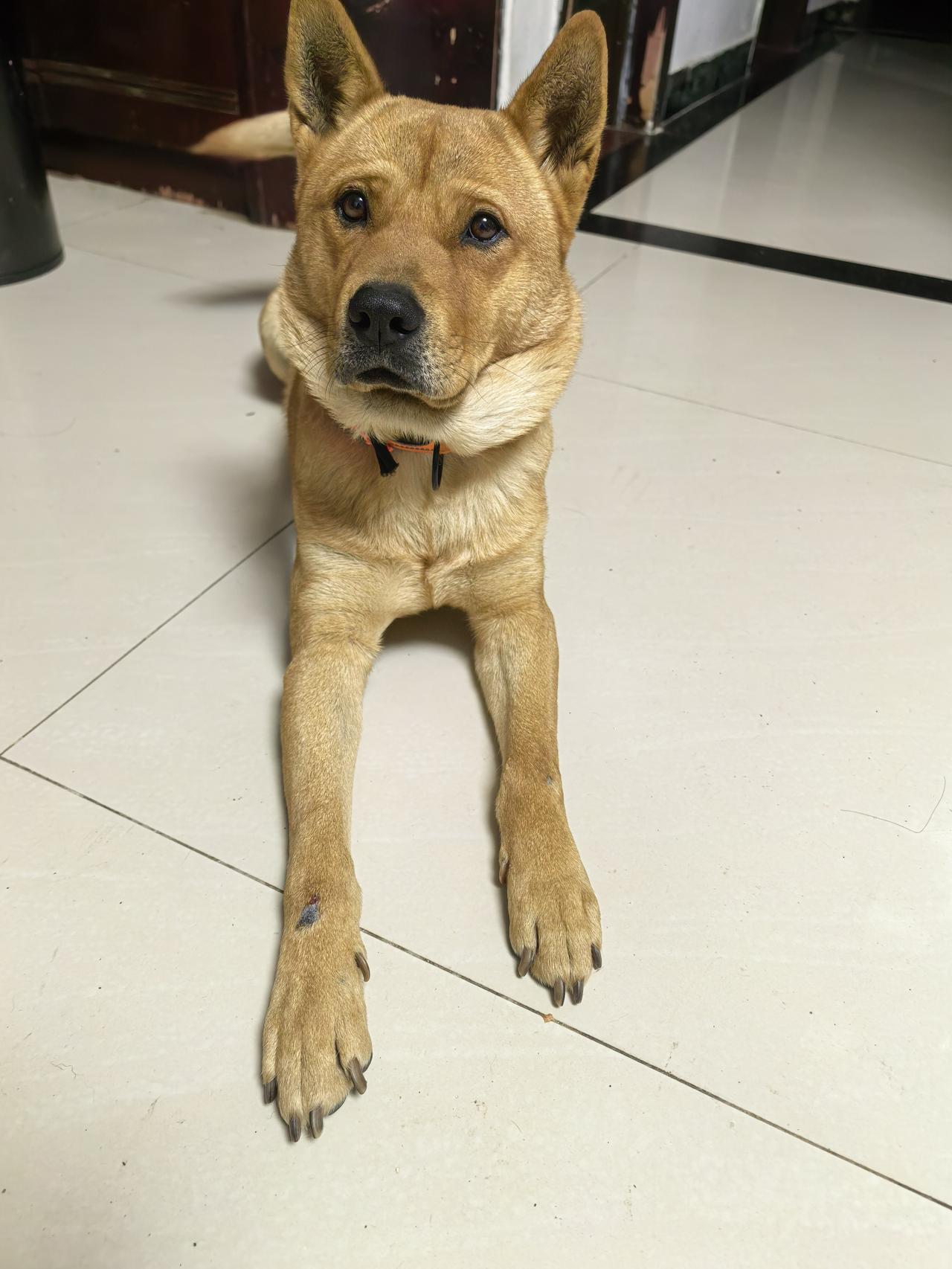 女子抱着狗狗看兽医，兽医问狗怎么了，女子生气：这是我宝贝儿子。改不了人与宠物之