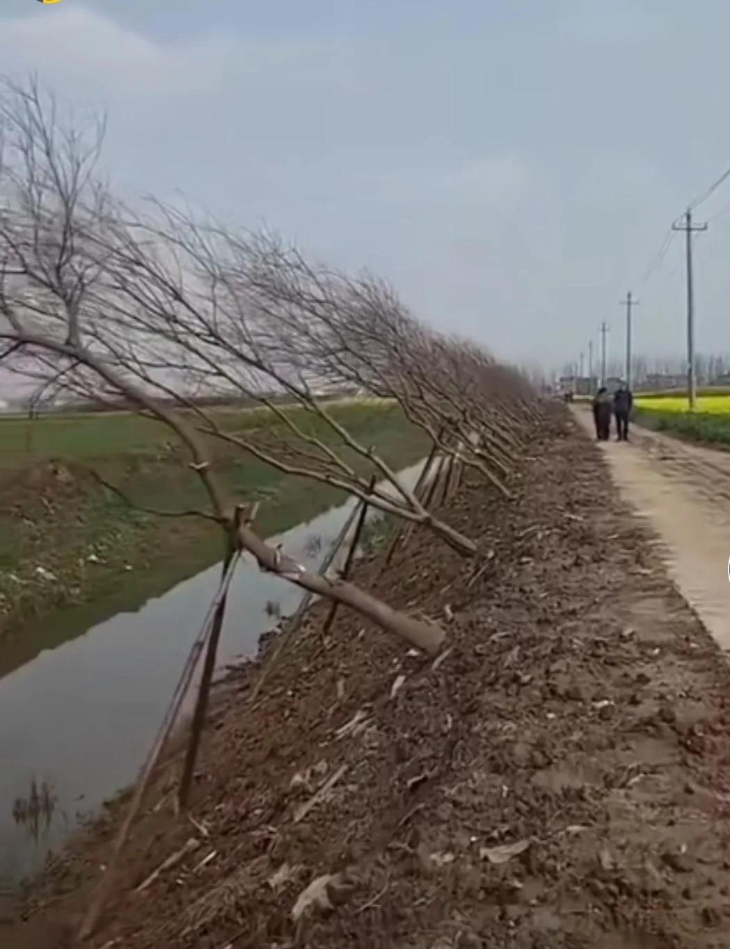 不懂就问：为什么这些行道树都要斜着栽种啊，这样种植会不会影响植物的正常生长啊，还