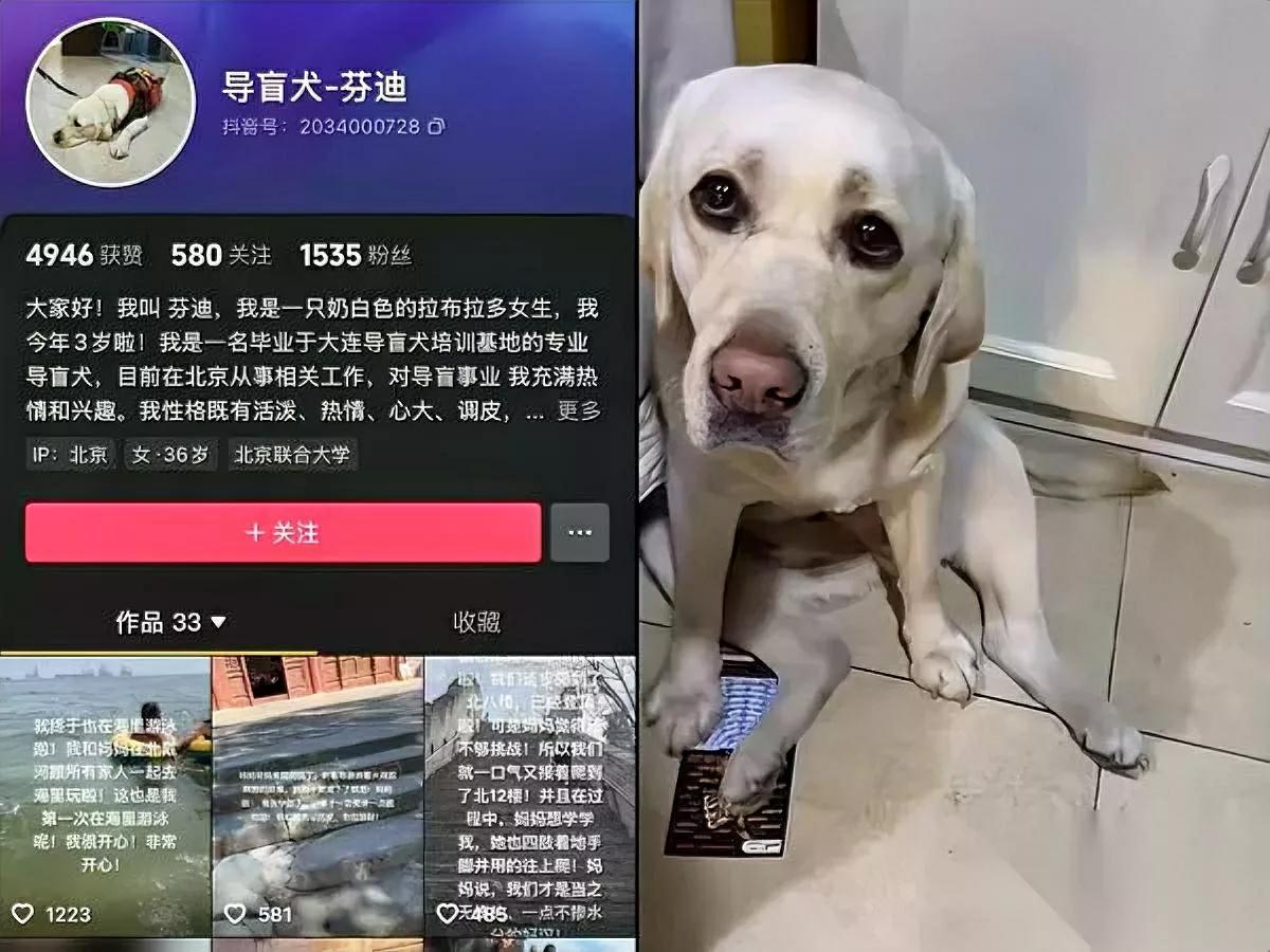 盲人夫妻再登顶？芬迪却低头。我刷到“导盲犬-芬迪”最新视频，心里咯噔：它