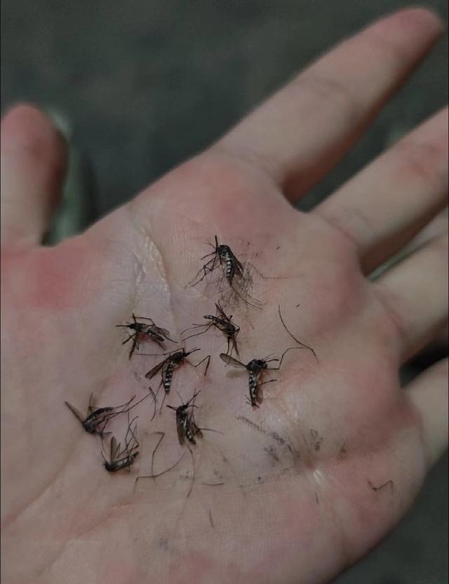今年大家有没有感觉，蚊子特别多，白天也咬人，又毒又痒，简直防不胜防。其实不是蚊子