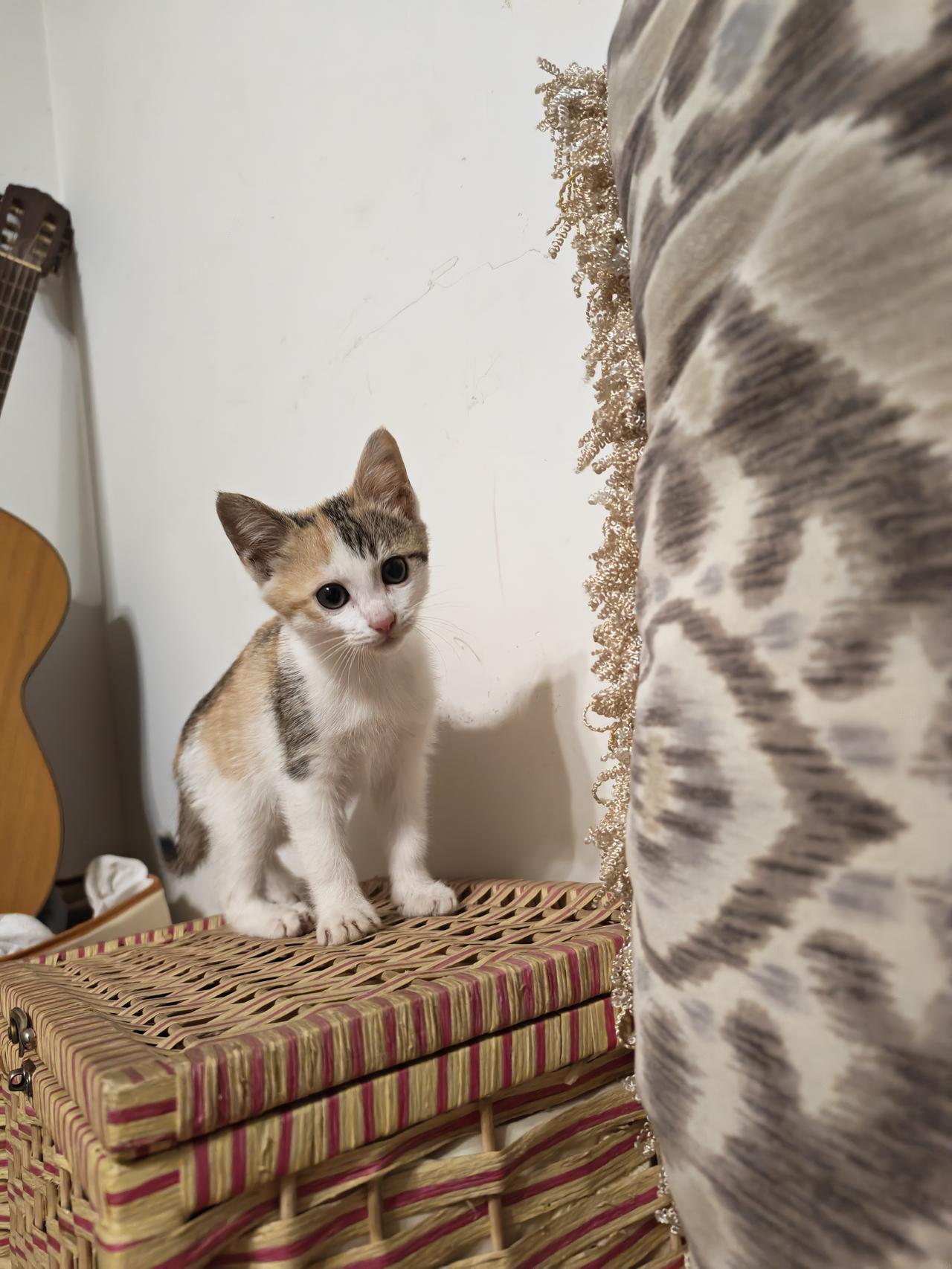 第二次养猫了，第一次是只橘猫。这次是只彩狸三花，发现一个特点：三花猫要调皮一些，