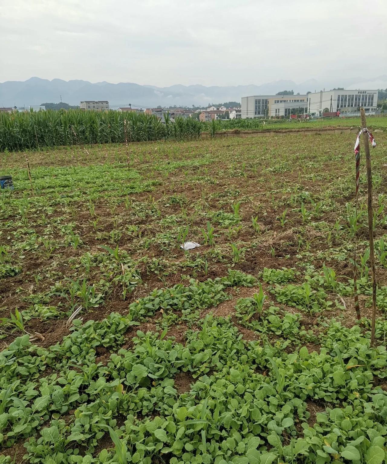 这几天我又断更了，家里的琐事，孩子放假，一切都让我没有时间再静下心来更新自己的文