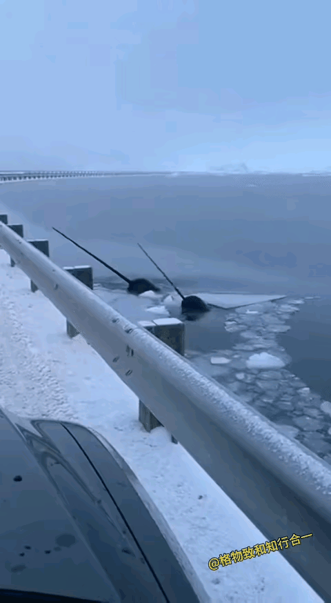 独角鲸太漂亮了，不知道它为什么要长那么长的角，这是它们用来保护自己的武器，还是有