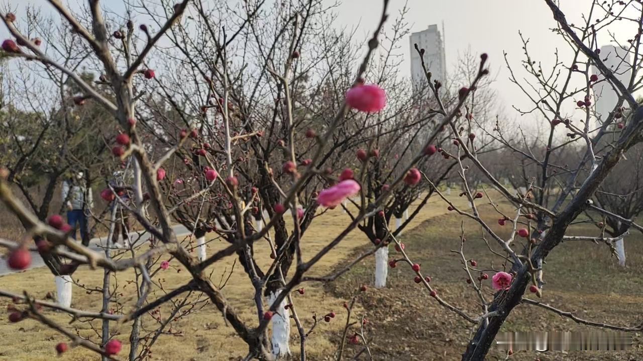 今年的郑州气候确实反常，这不，你看看郑州市西流湖公园里千金梅岭上的梅花又二度开花