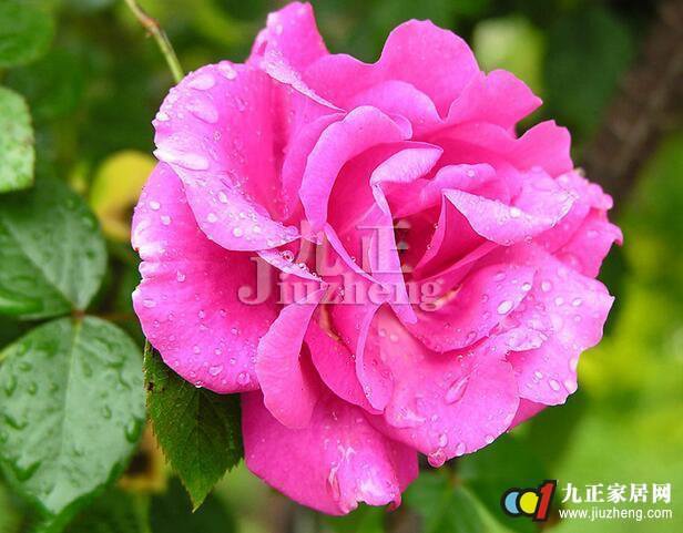 蔷薇花的花语是什么 蔷薇花的特点