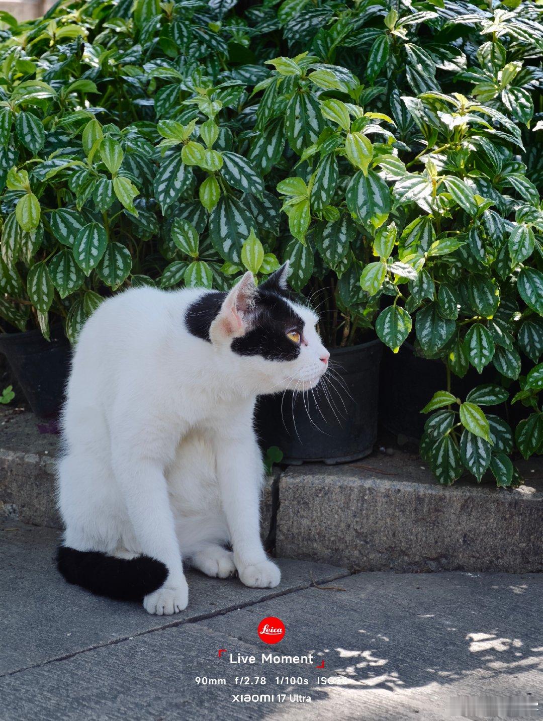 #摄影世界#寻迹西园寺，邂逅各色午睡的猫。光影漫过皮毛，所有烦恼都在酣眠里归于平静。#微博影像年##
