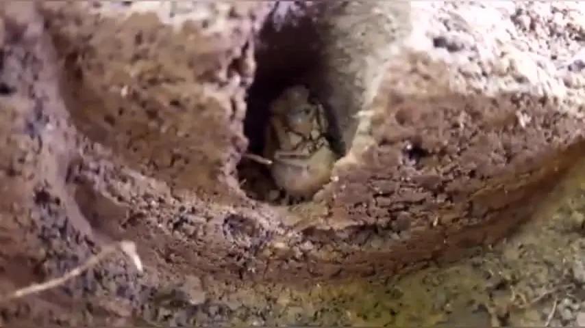 矿泉水瓶去底埋地下诱蝼蛄——这个法子非常妙！不仅原理讲得通，还兼顾了“捕捉”与“