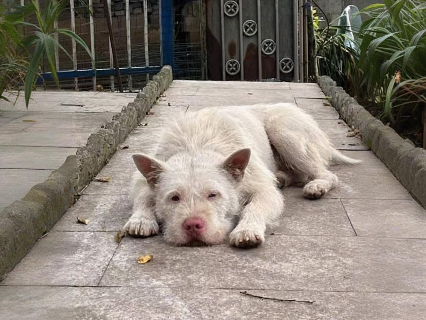 狗王下司犬的逆袭之路：从“潦草”到全球火遍，它的王者风范无人能敌
