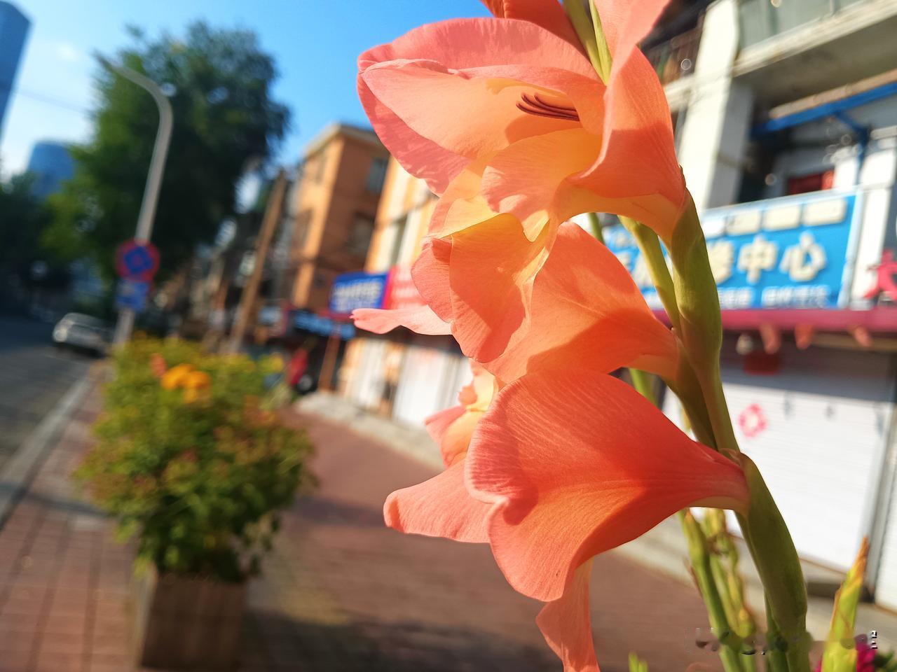 看婆婆和婆婆约好下午去看她，在生鲜超市买的排骨和鸡蛋，再多了我也拿不动，婆婆一
