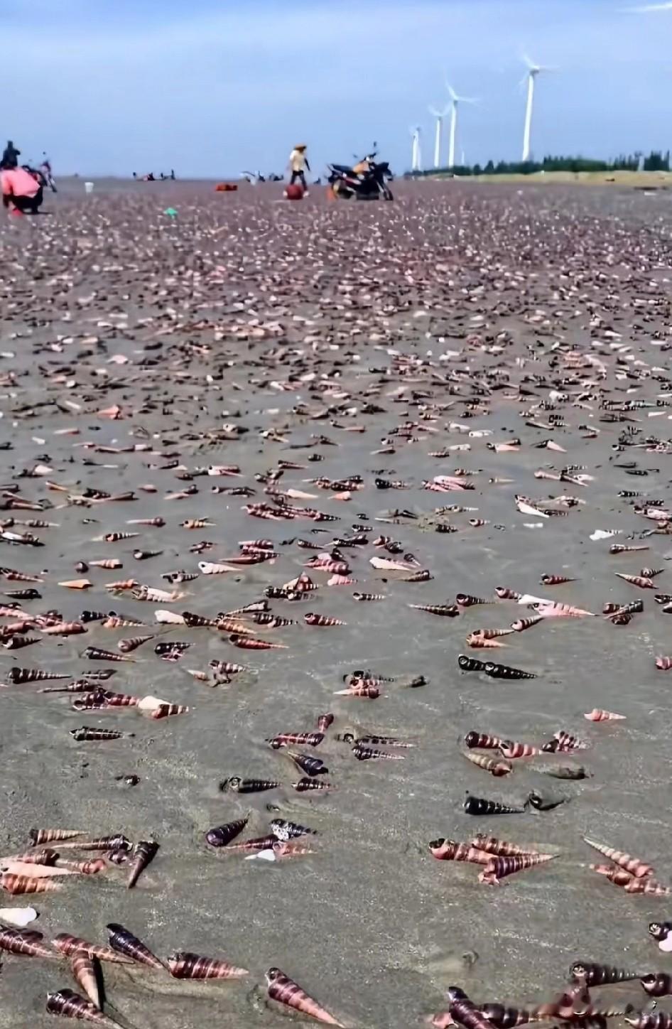 这种海鲜千万不要捡，如果都去捡了后果很严重，海鲜市场的海鲜会卖不掉！大家发现没