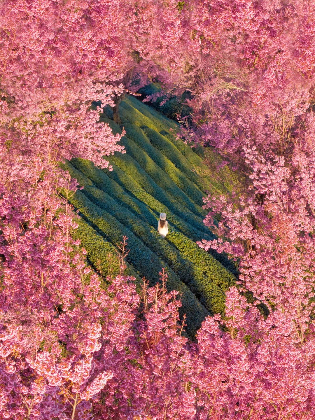 别瞎跑了！！🫡大理冬樱花直接照抄这条线路！！