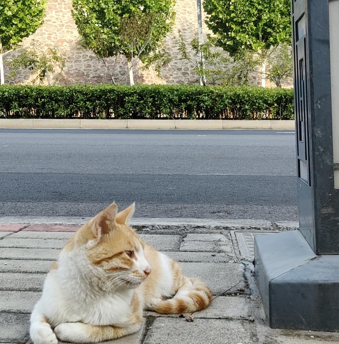 早上出门散步，在路边偶遇了这只橘猫。它独自安静卧在人行道。路上行人来往，车声