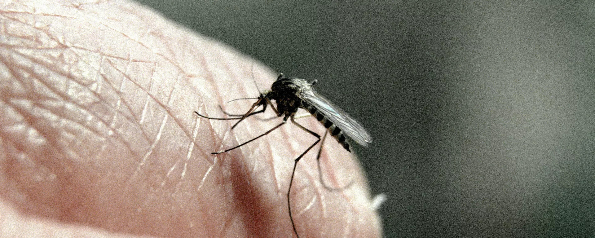 全球变暖的另一个佐证！【媒体：科学冰岛史上首次发现蚊子】环境保护据冰岛国家广