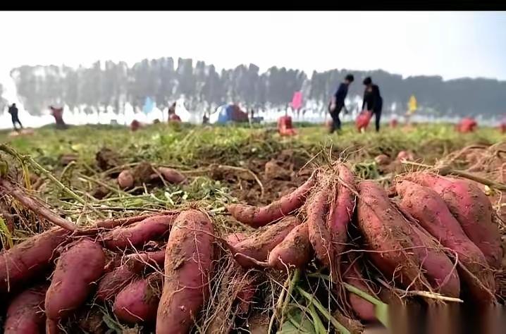 “毒红薯”又出来了，还有什么可以放心大胆的吃？最近爆出“毒红薯”事件，这是被爆料