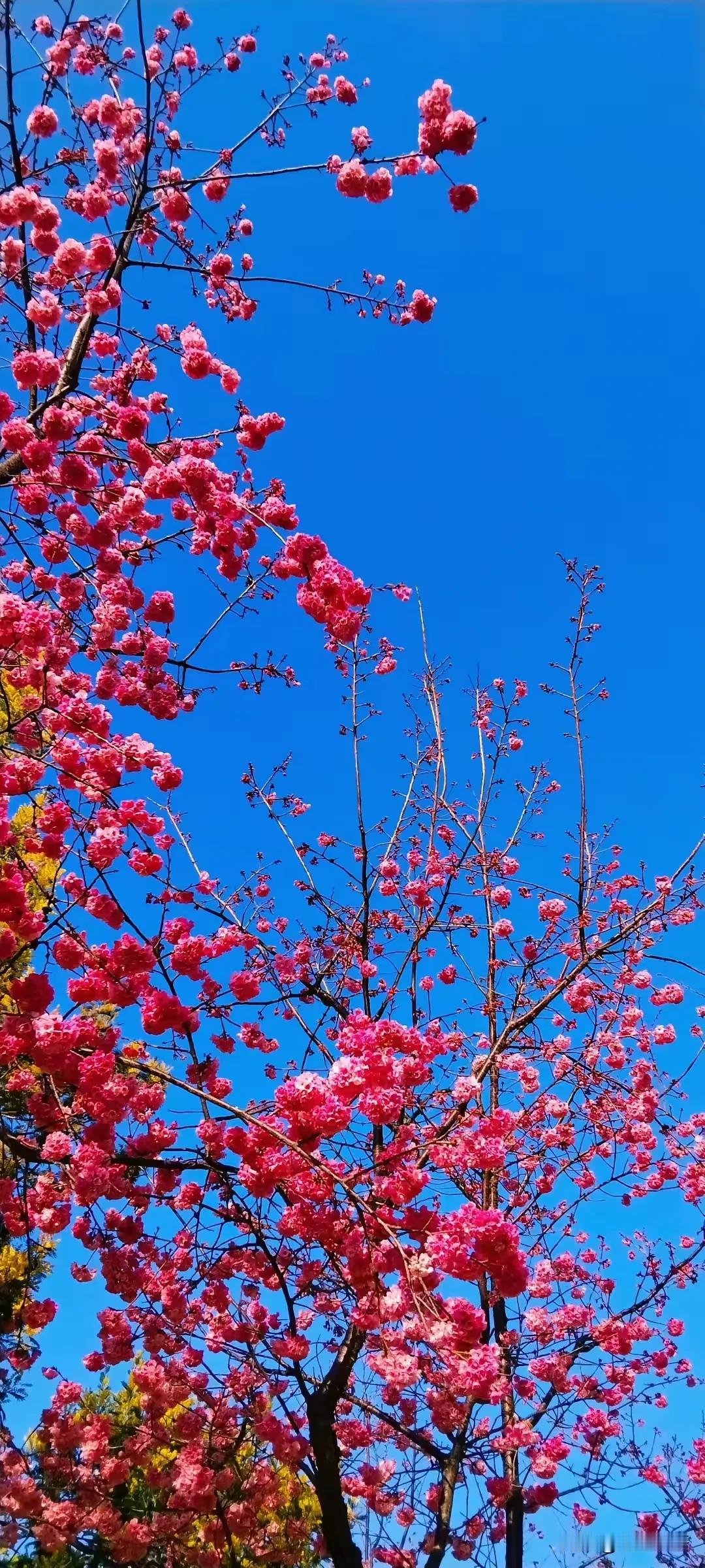 富贵人家很少见燕子窝，老辈人早有言：燕子飞入你家搭窝，其实是在提醒你这三件事。