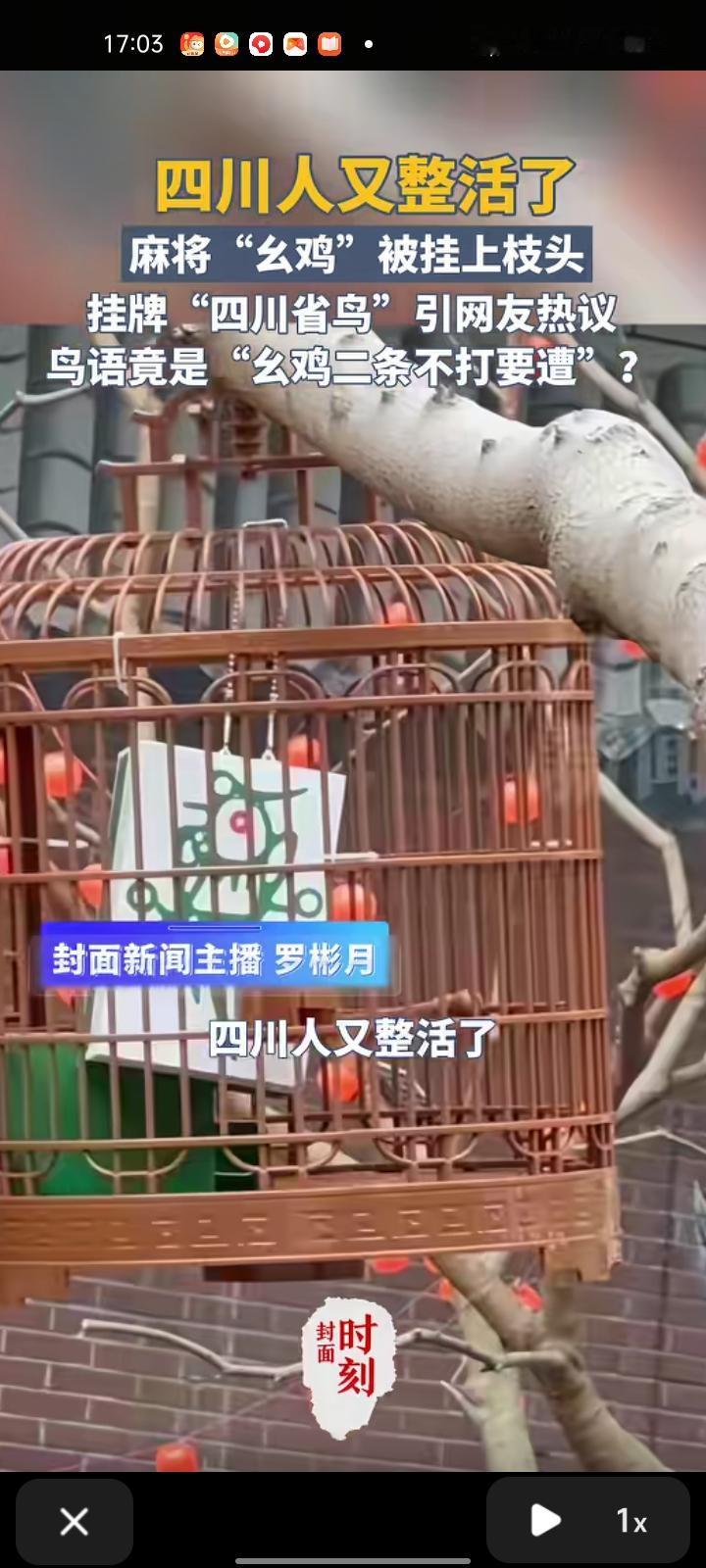 12月12日，四川成都。一商圈附近挂起几个鸟笼，结果鸟笼里不是鸟，而是“幺鸡”麻