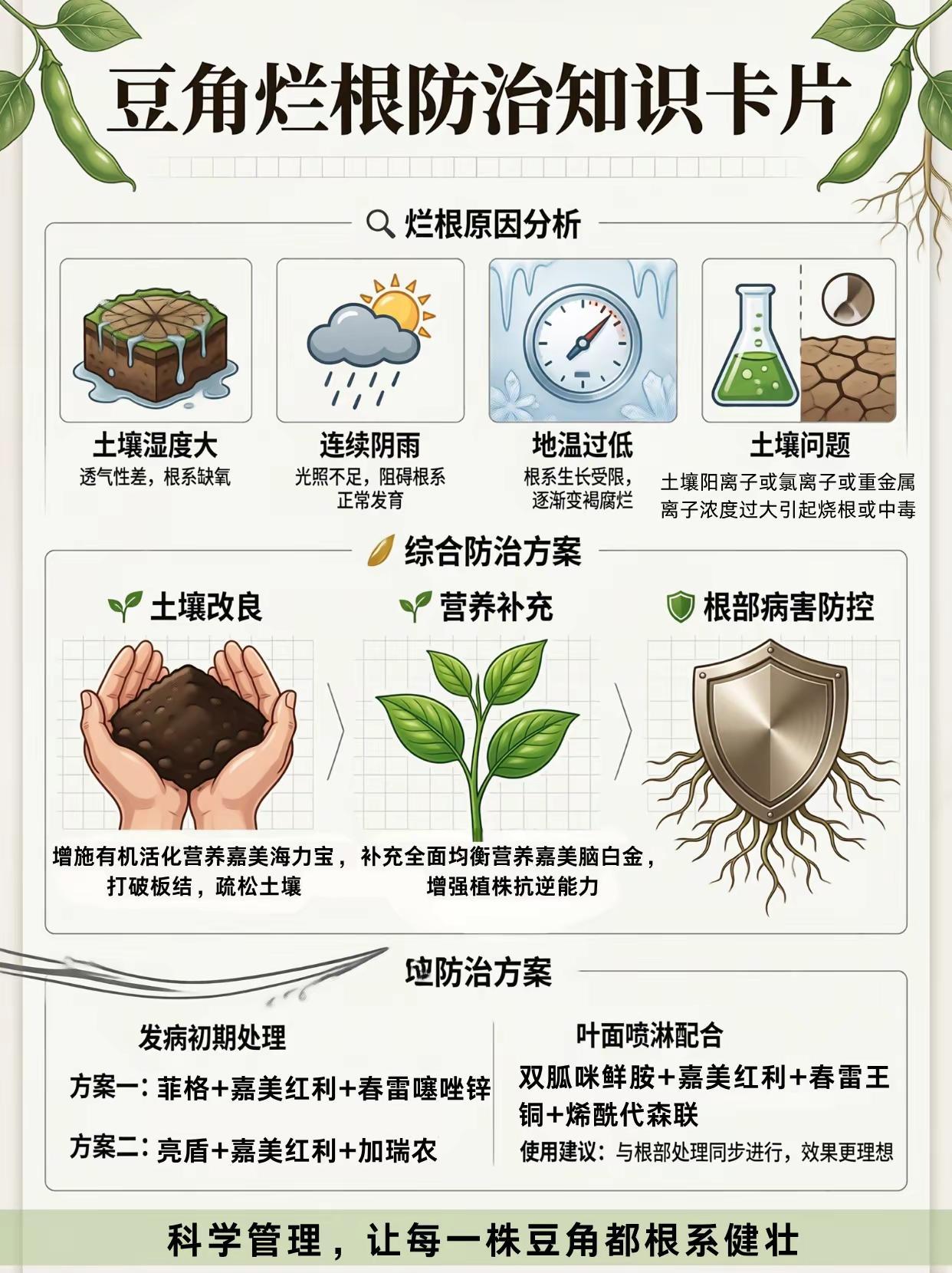 豆角烂根实战配方！。豆角种植烂根