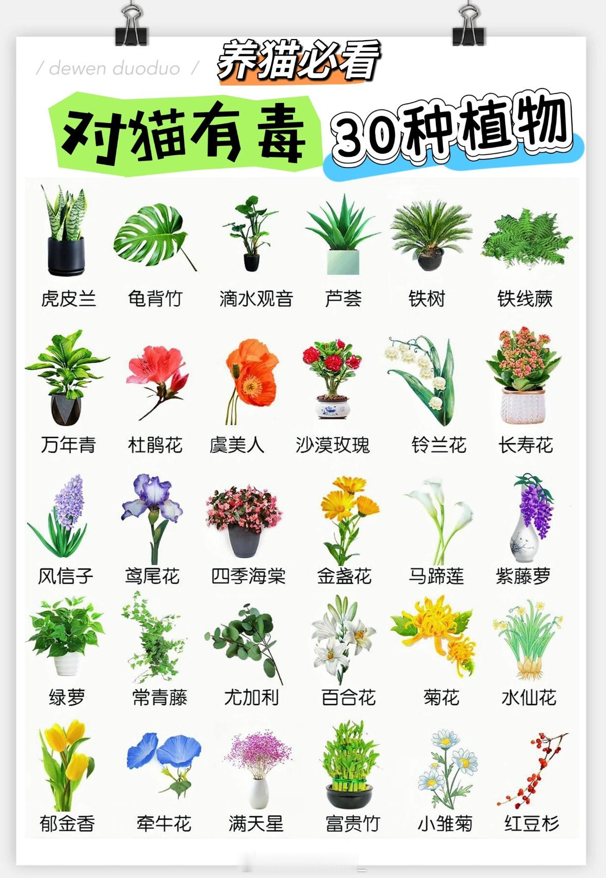 养猫必看​​​