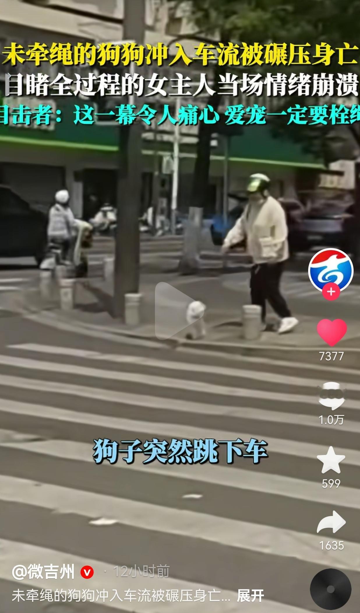 女子骑车载狗不牵绳，狗窜车流被撞死，女主人当场哭崩痛哭！5月3号，江苏南京