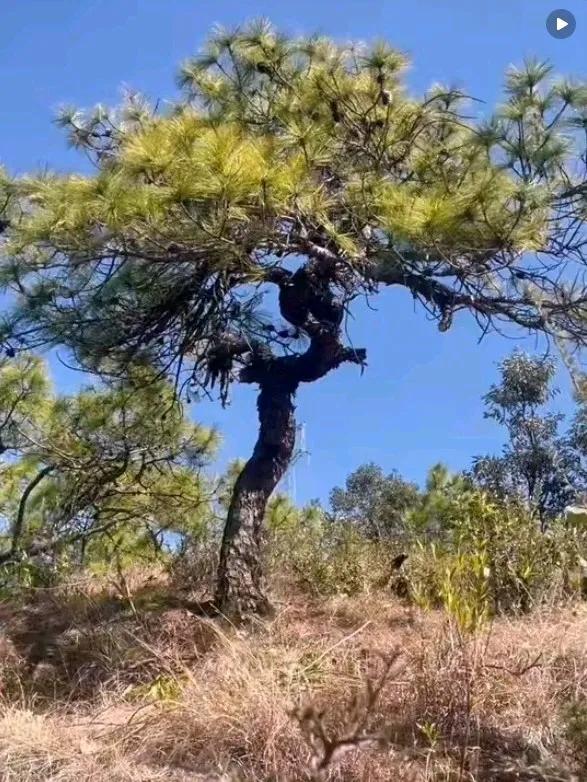 这是一棵自然形成，非常适合于盆景造型的难得的极品马尾松。此树高3.5米（其中主