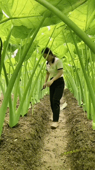 这是什么品种的芋头？这么好大😯