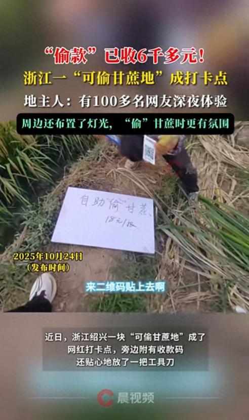 真是只有想不到，没有做不到！ 浙江绍兴的王先生种了一块地的甘蔗。甘蔗收获的时