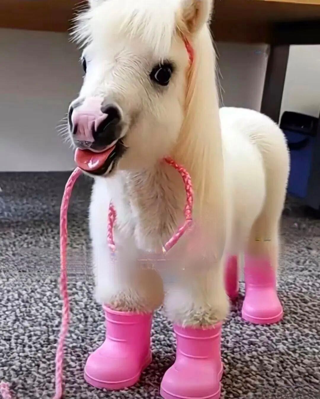 8000块买匹马？别急，这钱可能只够买个“马鞍”！最近朋友圈被一群“小马宝莉