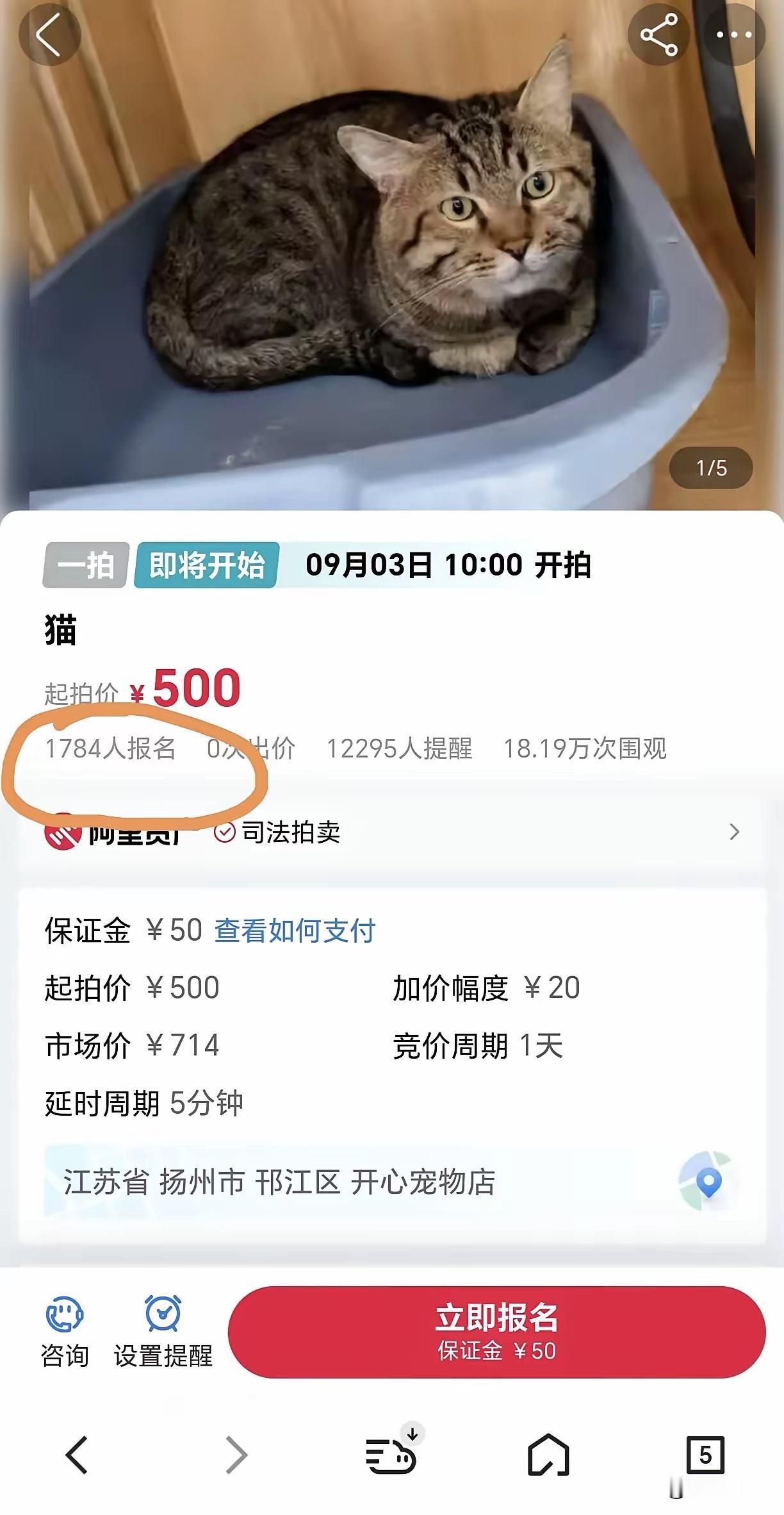 被扣两年无人问，一朝拍卖天下知！“坐牢”两年的法拍猫居然还有女朋友！