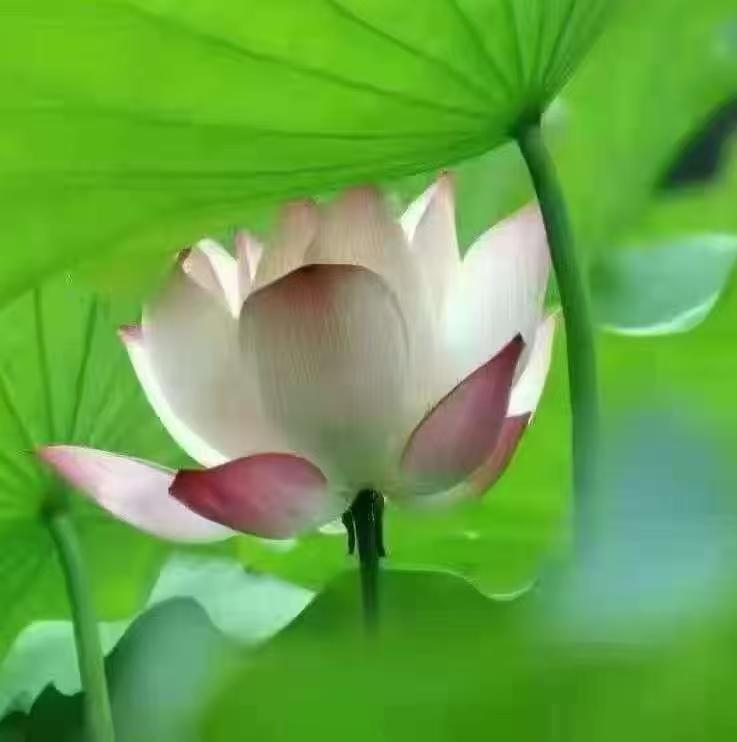 美麗的花朵盡情綻放，但立秋時節天氣會漸漸的冷去…