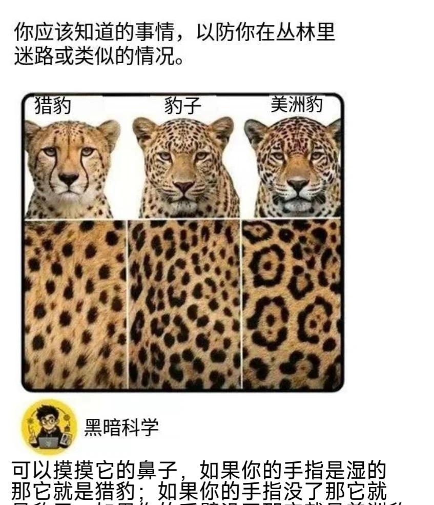 有趣梗图丨以防你无法分辨这些动物负鼠表情包此图有梗莫名其妙击中笑点mem