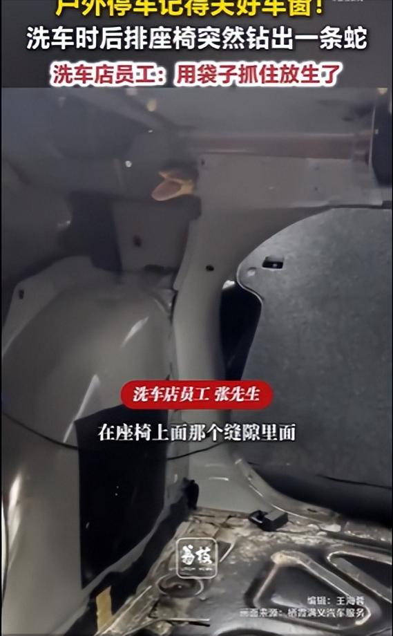 洗车时座椅缝隙钻出1条蛇7月13日，江苏南京，拍摄者张先生称，客户来洗车时员工