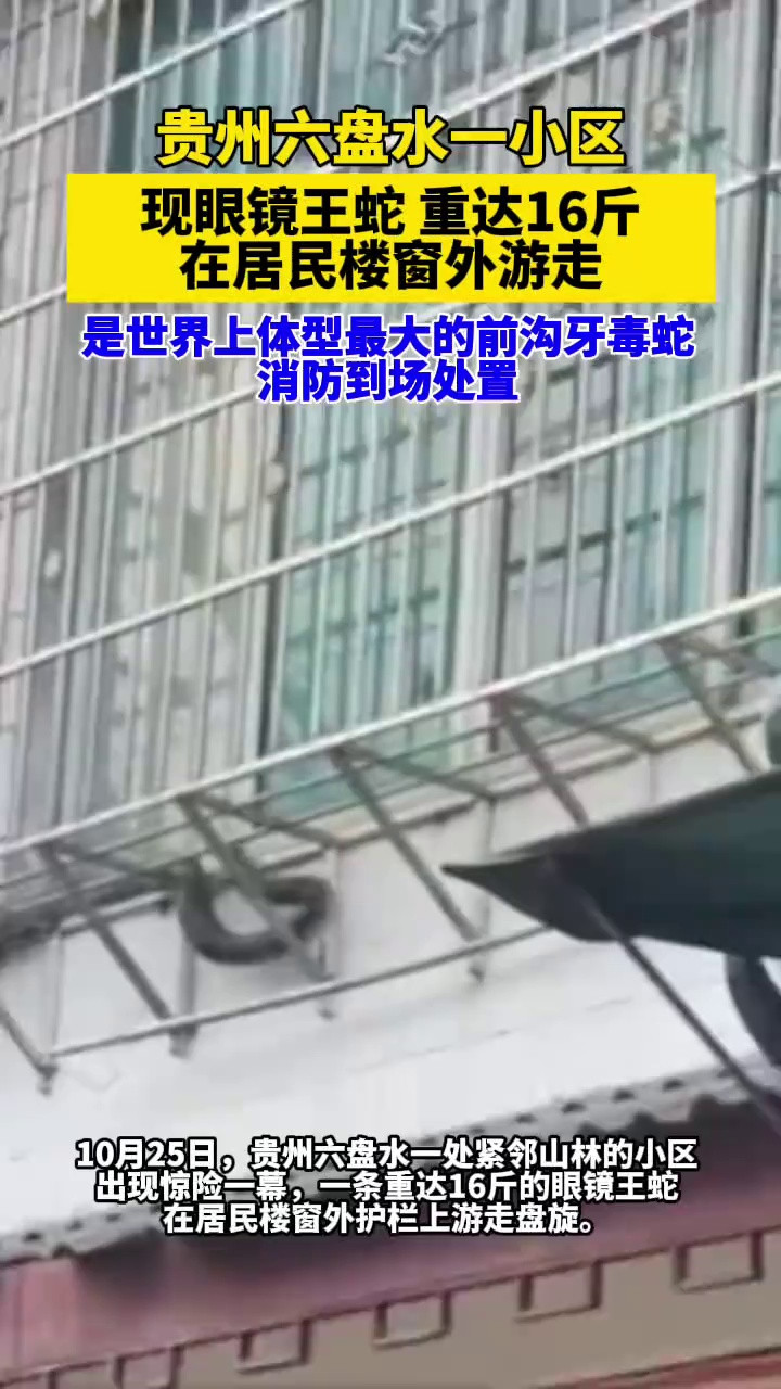 贵州六盘水一小区现眼镜王蛇，在居民楼窗外游走，重达16斤