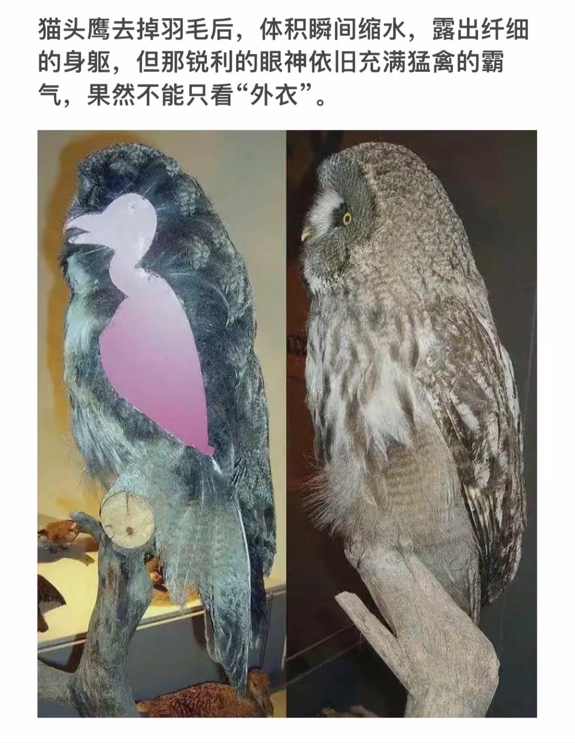 猫头鹰脱毛后的霸气瞬间，眼神依旧犀利！