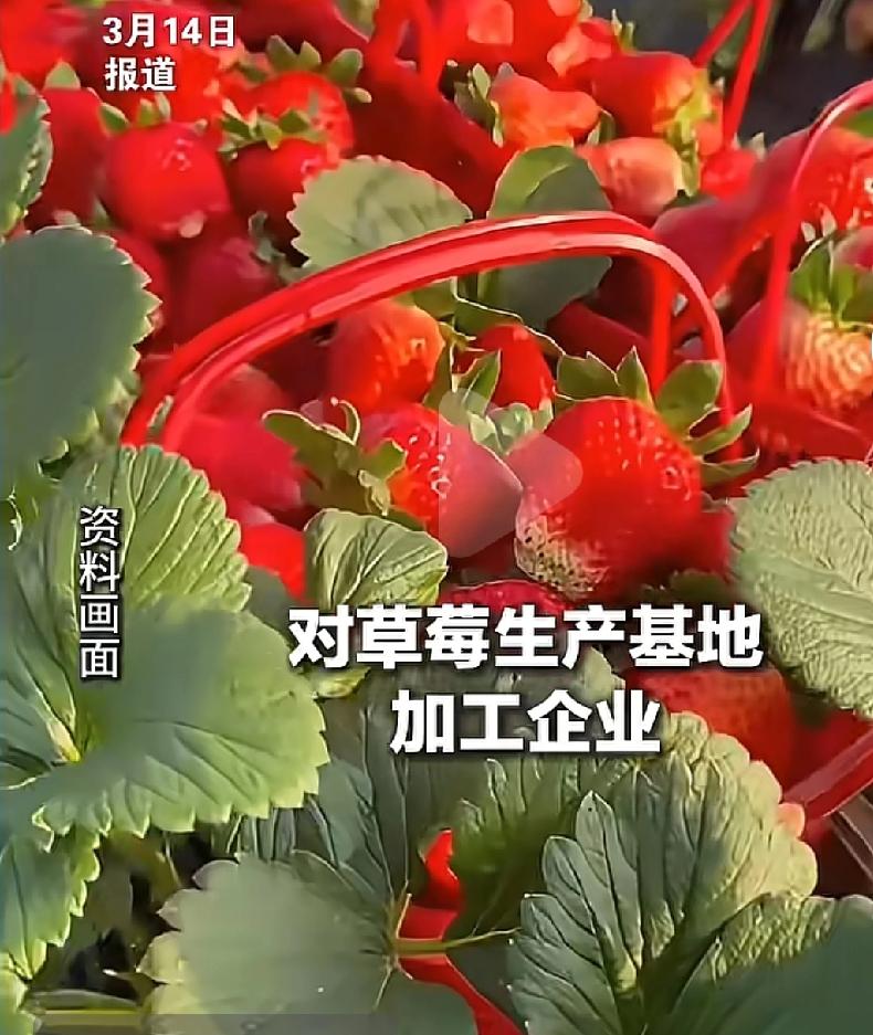 爱吃冻干草莓的人“天要塌了”！不仅被测出20多种农药残留，还有一类致癌物超标，