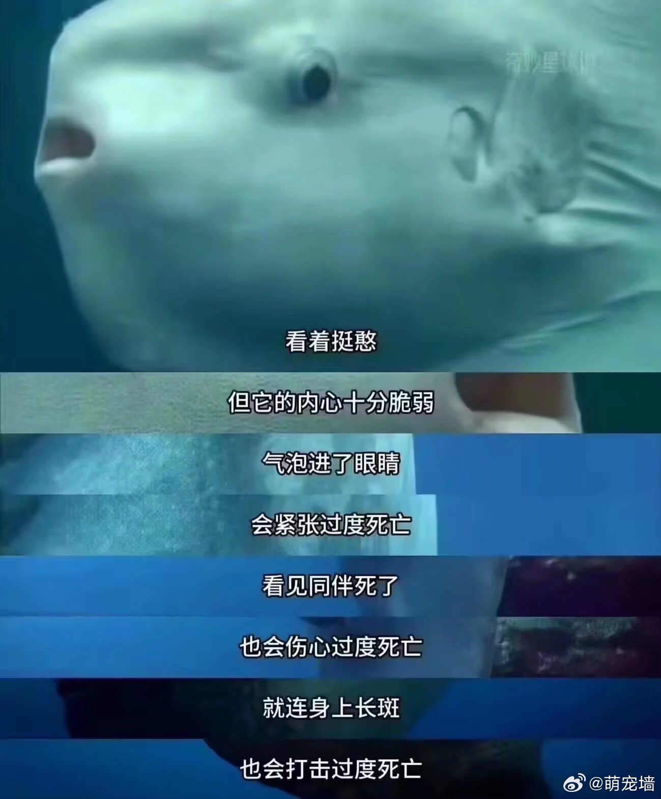 本人活着就这么脆弱：
