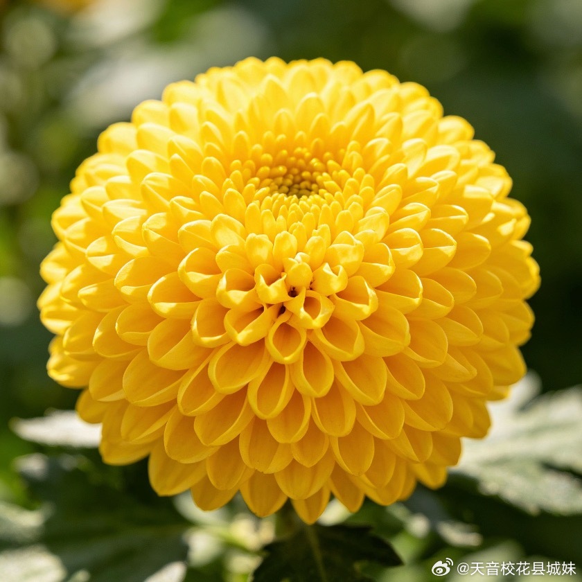 菊花简易家庭养殖教程（新手版）一、基础栽种1.土壤花盆：用疏松透气土（腐叶土: