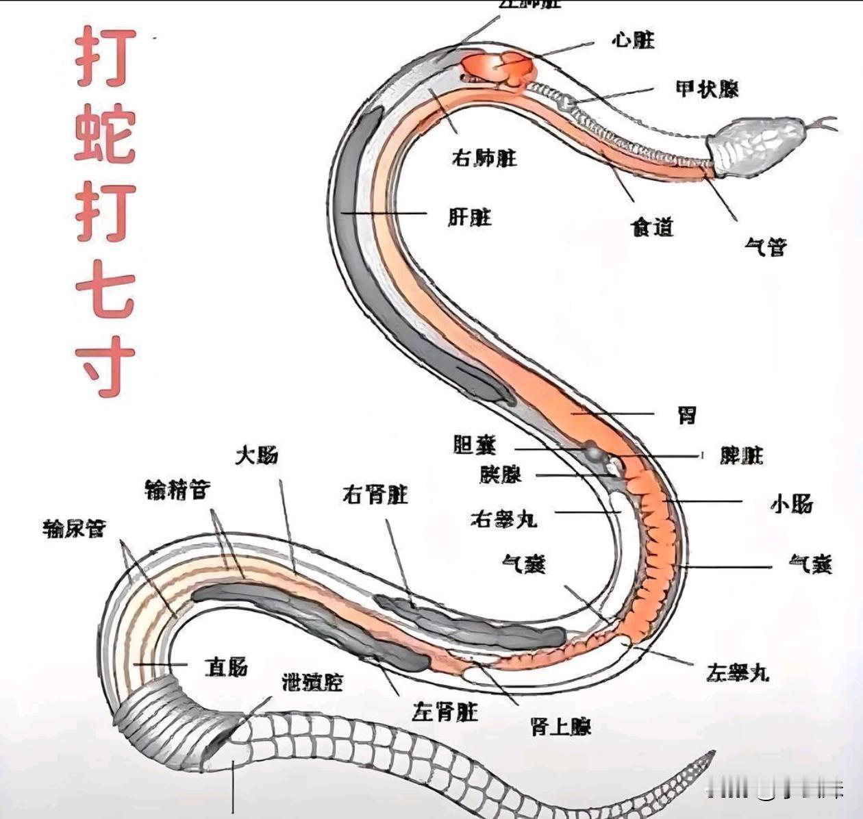 看了解剖图才知道为什么打蛇要打7寸。
